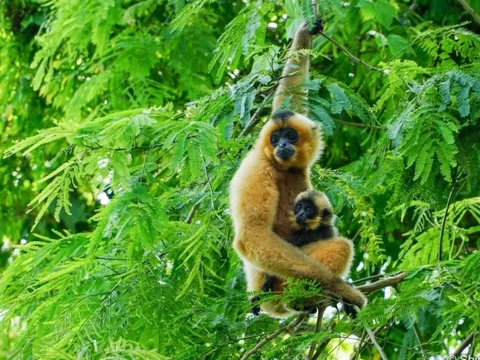 Vườn quốc gia Cát Tiên nhận 4 giải thưởng quốc tế về du lịch sinh thái