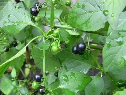 Quả dại xưa rụng thối gốc không ai "ngó" nay có giá gần 1 triệu/kg, ở Việt Nam mọc bạt ngàn