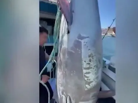 Ngư dân bắt được con cá khổng lồ nặng hơn 280 kg, giá 52 tỷ đồng