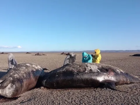 Hàng chục cá voi sát thủ chết bí ẩn bên bờ biển Argentina