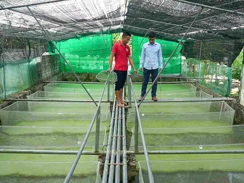 Anh nông dân nuôi con "hiền lành, mắn đẻ", nhẹ nhàng đút túi 2 tỷ đồng/năm