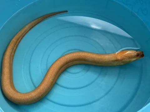 Đi đánh cá, ngư dân bắt được con lươn vàng quý hiếm