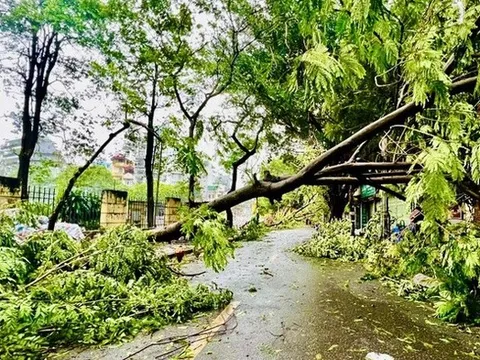 Quy định về bồi thường khi cây xanh gãy, đổ làm thiệt hại về người hoặc tài sản từ ngày 9/10