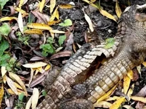 Cuộc săn lùng được phát động sau khi cần thủ kéo lên một sinh vật lạ