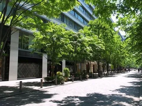 Quy định về điều kiện chặt hạ, dịch chuyển cây xanh từ ngày 9/10