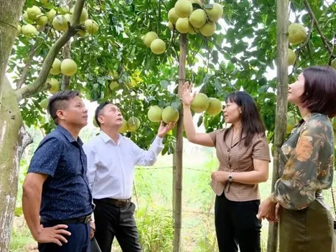 Hà Nội mở rộng vùng trồng áp dụng VietGAP - hướng tới nông nghiệp sinh thái, bền vững