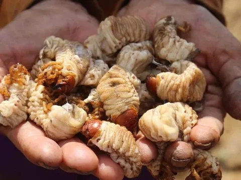 Loài sâu bề ngoài nhìn "sợ khiếp vía", nay "hóa" đặc sản giá 350.000 đồng/kg