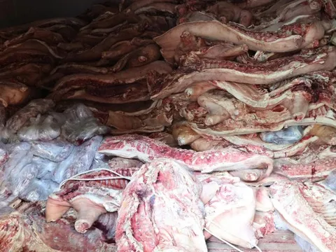 Bắt tạm giam "ông trùm" tích trữ 37,5 tấn thịt nhiễm dịch tả lợn châu Phi nhằm tuồn ra thị trường