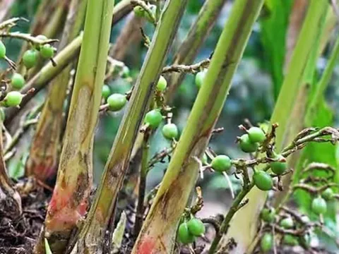 Loại hạt đắt đỏ bậc nhất thế giới, giá 2 triệu đồng/kg không ngờ có đầy ở Việt Nam