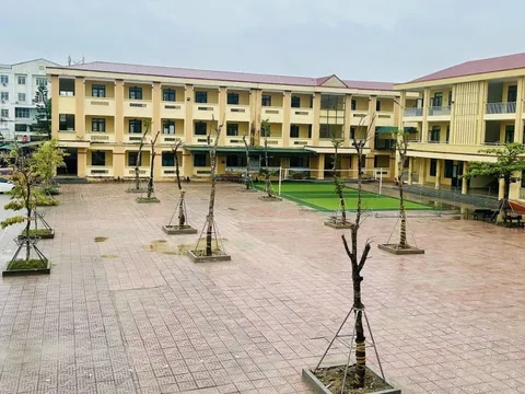 Hiệu trưởng trần tình về việc vận động xã hội hóa để trồng 10 cây giáng hương giá 130 triệu đồng