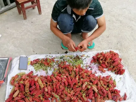 Xưa là quả dại, nay nhặt quả đem bán "hái ra tiền"