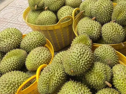 Nâng cao chất lượng kiểm nghiệm để phục vụ xuất khẩu sầu riêng