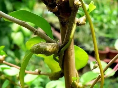 Cây dại xưa không ai "ngó", nay hái bán 2 triệu đồng/kg