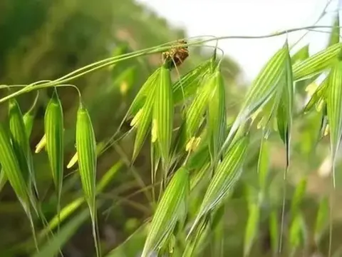 Loại cây dại xưa thấy "diệt tận gốc", không ngờ nay có giá 5 triệu đồng/kg