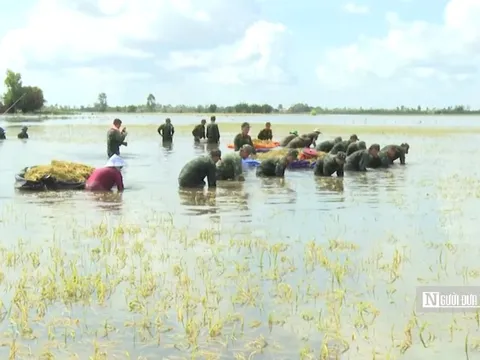 Tây Ninh khi lũ tràn đồng, tình quân dân lại dâng cao hơn con nước