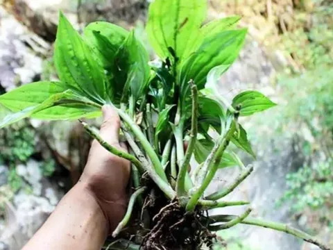 Cây dại mọc đầy ở Việt Nam, sang "trời Tây" bán hơn nửa triệu/kg