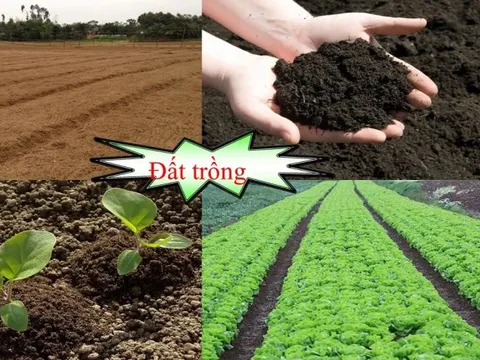 Cần sớm ban hành bộ tiêu chí 'sức khỏe đất lúa'