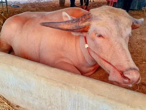 Con trâu bạch tạng được trả giá 1,4 tỷ đồng, chủ trâu cân nhắc mãi mới chịu bán