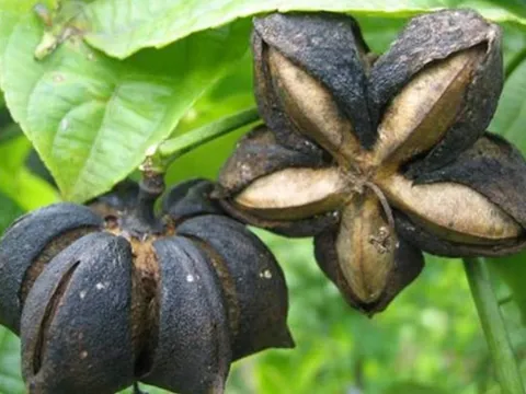 Loại hạt "đắt đỏ bậc nhất thế giới", ở Việt Nam cũng có mà ít ai hay