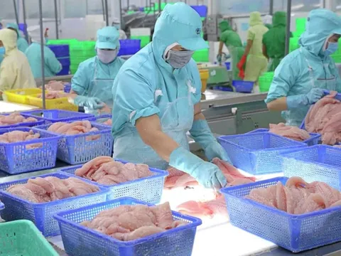 Vĩnh Hoàn bứt tốc lợi nhuận quý III/2025 nhờ tỉ giá và đầu tư tài chính