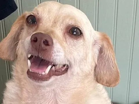 Chú chó thất lạc suốt 5 năm và cuộc đoàn tụ kỳ diệu với chủ