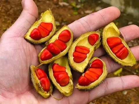Loại hạt xưa rụng "thối gốc" không ai nhặt, nay giá tiền triệu/kg