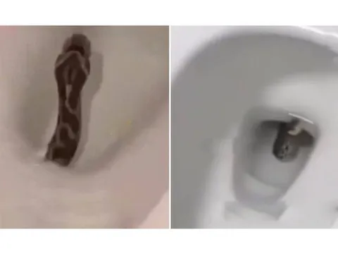 Nhìn thấy thứ đáng sợ trong bồn cầu, người phụ nữ la hé bỏ chạy