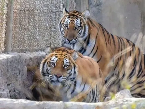 Kiệt quệ vì nuôi hổ trái phép, chủ trại ở Thanh Hóa giao 9 con hổ cho Vườn thú Hà Nội