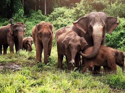 Bị đàn voi tấn công, một người đàn ông tử vong