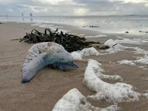 Những sinh vật có khả năng gây chết người dạt vào bãi biển nổi tiếng