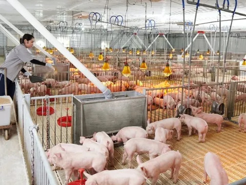 Đại gia chăn nuôi Bắc Ninh lãi gần 5 tỷ đồng mỗi ngày