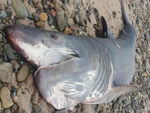 Cá mập khổng lồ liên tiếp dạt vào bờ gây xôn xao