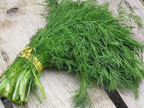 Thì là – loại rau "nhỏ nhưng có võ’ với những lợi ích sức khỏe bất ngờ