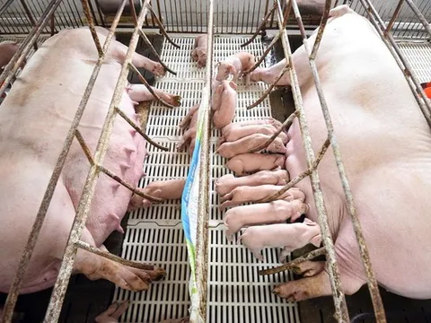 Giá thịt heo giảm, doanh nghiệp chăn nuôi lộ rõ bức tranh tài chính trái chiều