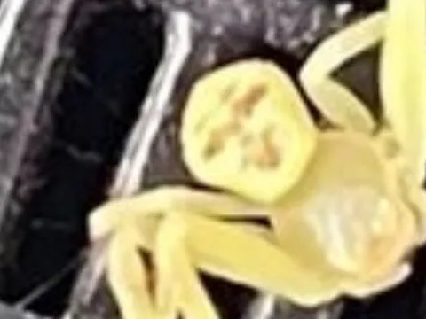 Xuất hiện "nhện mặt người" gây xôn xao cộng đồng mạng