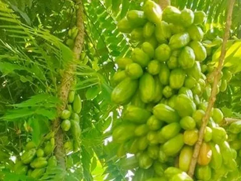 Thứ quả chua gắt xưa rụng đầy gốc không ai ngó, nay thành món đặc sản khoái khẩu, nhiều công dụng