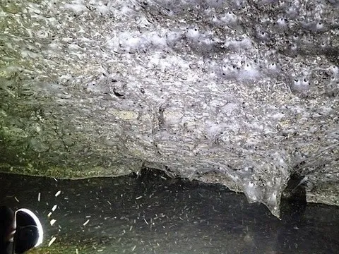 Phát hiện mạng nhện lớn nhất thế giới tại biên giới Hy Lạp – Albania