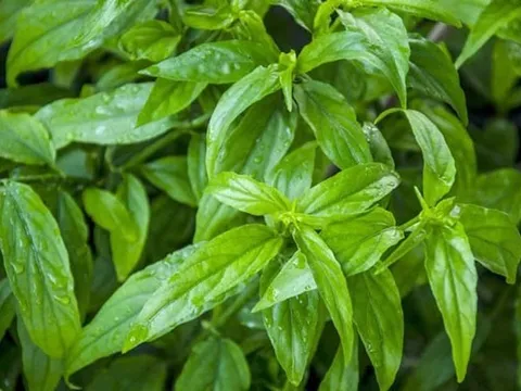 Loài cây dại trước làm hàng rào, nay thành đặc sản nức tiếng vừa ngon vừa tốt cho sức khỏe