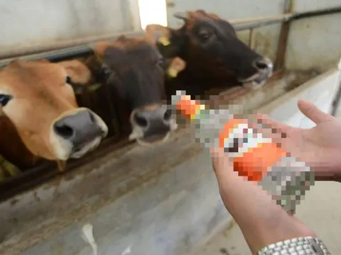 Người đàn ông trộm 10 con bò của hàng xóm bán lấy tiền tặng "gái lạ" và cái kết