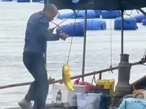 Người đàn ông câu được con cá vàng trị giá 74 triệu đồng trên biển
