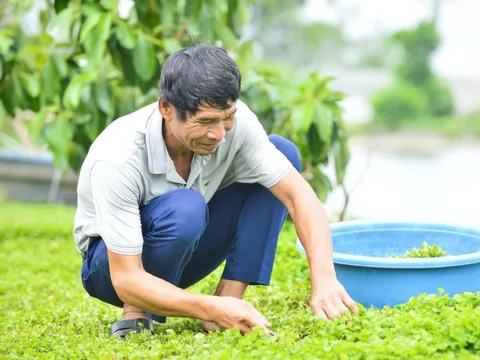Ý tưởng khởi nghiệp của lão nông Thanh Hóa: Biến loài rau dại thành cây làm giàu