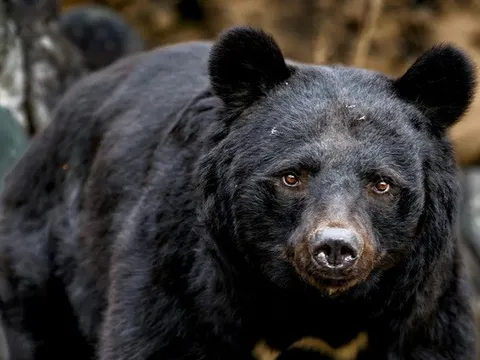 Người đàn ông 50 tuổi thoát chết ngoạn mục sau khi bị gấu tấn công ở Fukushima