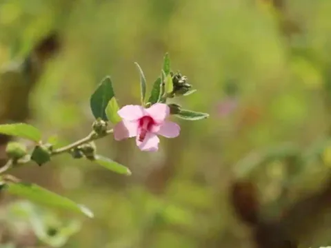 Loài cây "đáng ghét" trong mắt nông dân, nước ngoài bán nửa triệu/kg