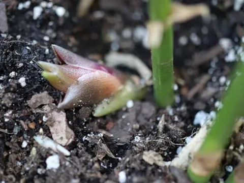 Loại rau mọc hoang ở rừng nhưng được coi là "nhân sâm châu Á"