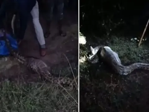 Bắt được con trăn khổng lồ dài 3,7 mét, nặng 50kg