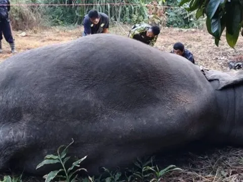 Đang đi dạo, người dân bàng hoàng phát hiện 3 con vật "khổng lồ" chết trong vườn