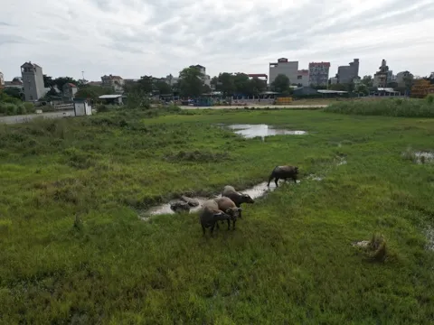 Dự án Cảng cạn ICD Mỹ Đình "mắc cạn" thành bãi chăn thả gia súc