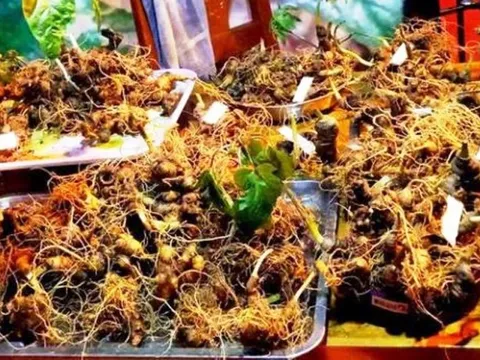 Đà Nẵng phát triển dược liệu theo hướng hiện đại, gắn với kinh tế tuần hoàn