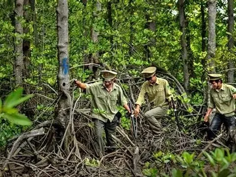 Lâm nghiệp: Phát triển thị trường tín chỉ carbon từ định danh lô rừng