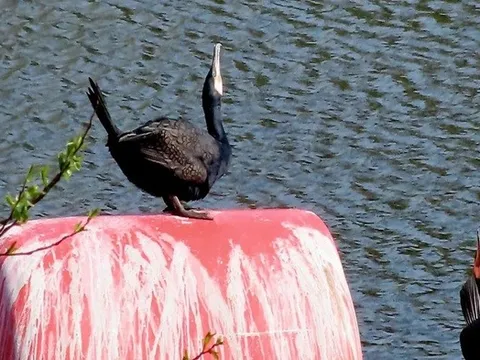 Phát hiện con chim có vẻ ngoài "gần như thời tiền sử" trên sông